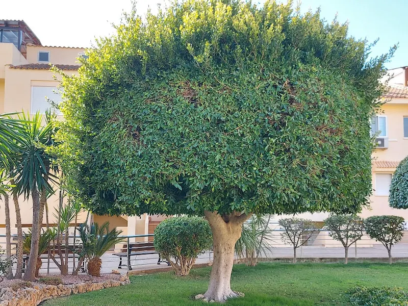 Santi Álamo JARDINERÍA y PISCINAS - Villajoyosa
